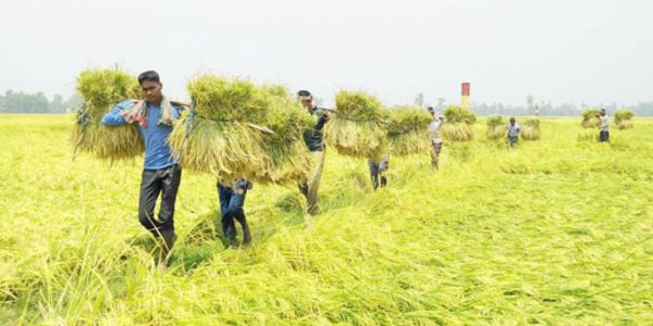 এক চারাতে দুইবার ধান